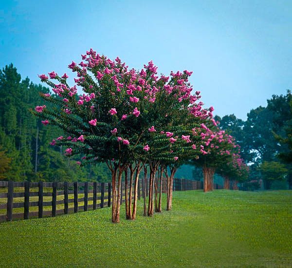 Pink Velour Crape Myrtle Trees in a Row