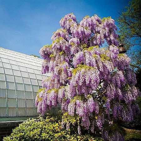 Wisteria Vines