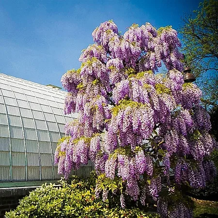 Wisteria Vines