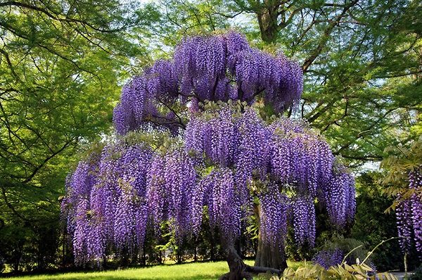 Gorgeous Purple Wisteria Tree