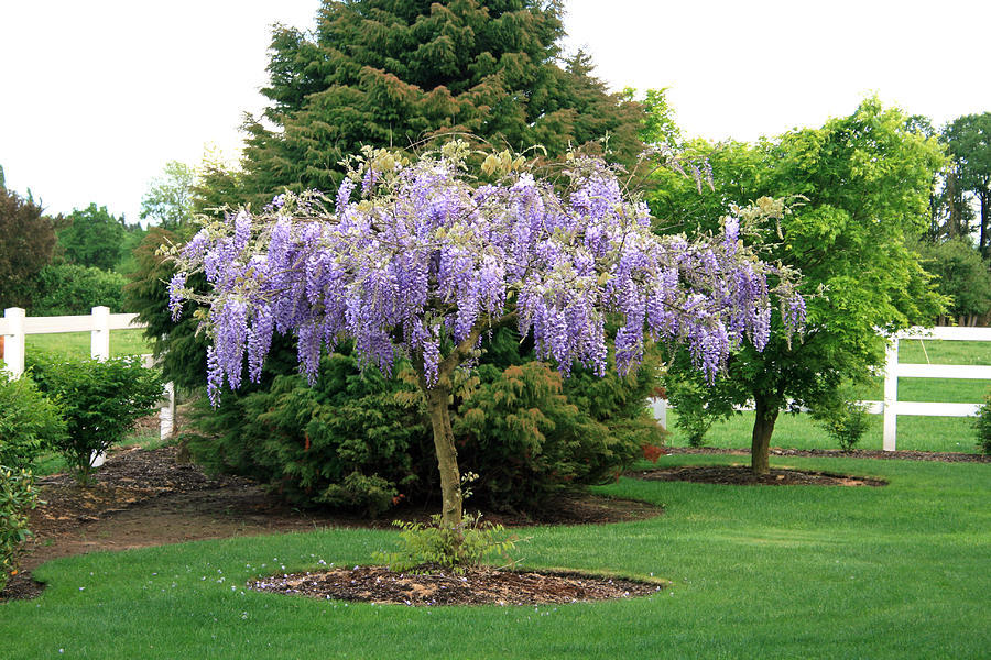 Image of Purple hydrangea hanging from a tree branch