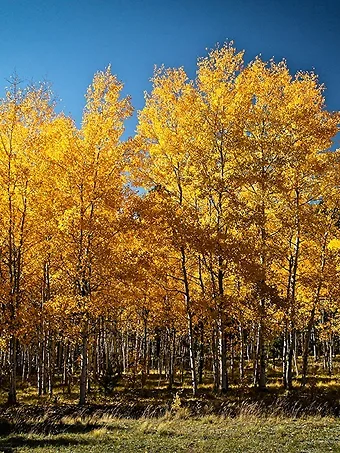 Quaking Aspen