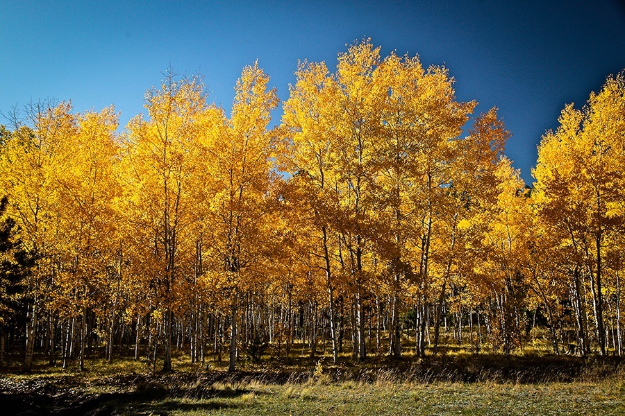Quaking Aspen For Sale