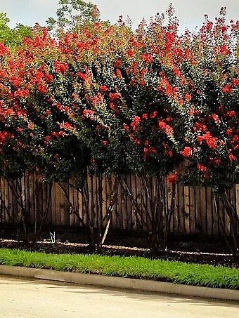 Red Rocket Crape Myrtle