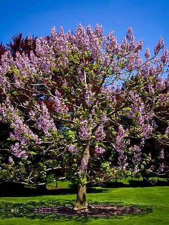 Royal Empress Tree In Bloom