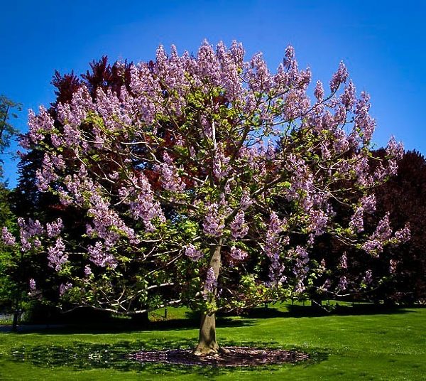 Royal Empress Tree In Bloom