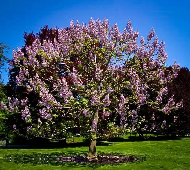Royal Empress Trees For Sale Online | The Tree Center