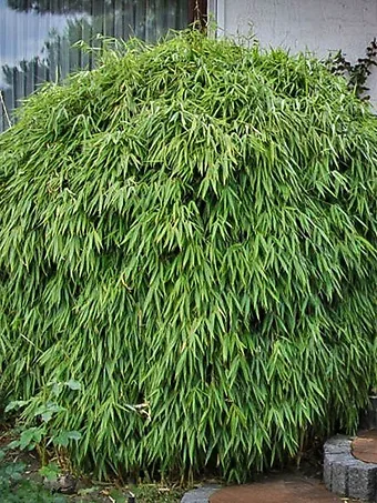 A Sunset Glow Bamboo Shrub