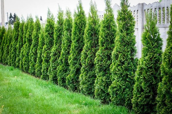 Thuja Green Giant Privacy Screen in garden.