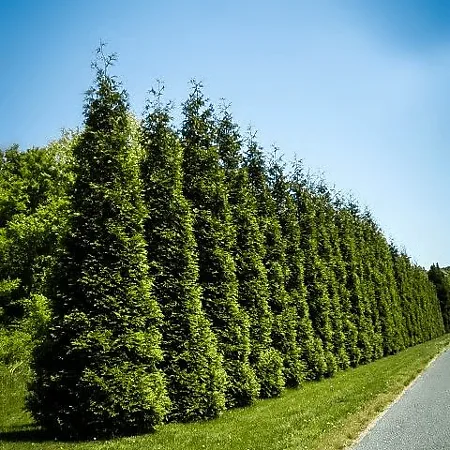 Arborvitae Trees