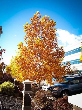 Tulip Poplar in Fall