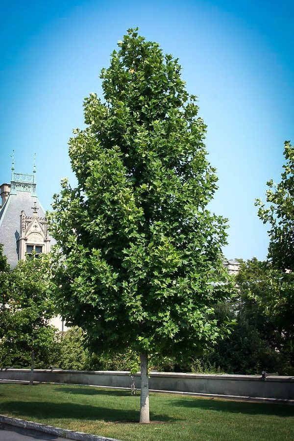 Tulip Poplar in the Summer