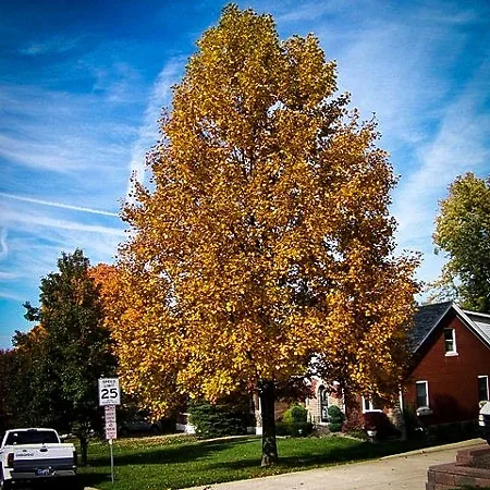 Poplar Trees