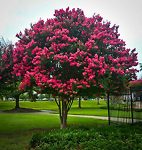 Tuscarora Crape Myrtle Tree