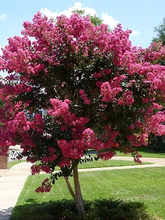 Tuscarora Crape Myrtle