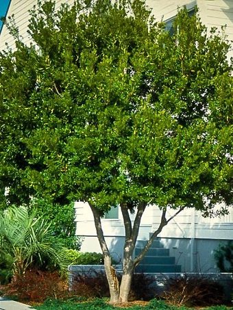 Wax Myrtle