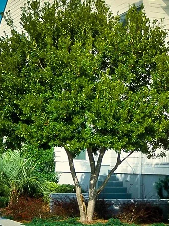 Wax Myrtle Tree in Full Sun
