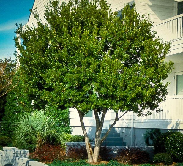 Wax Myrtle