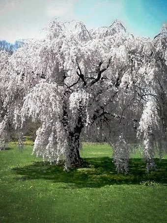 Mature White Weeping Cherry Tree
