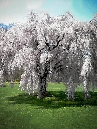 Yoshino Weeping Cherry Tree