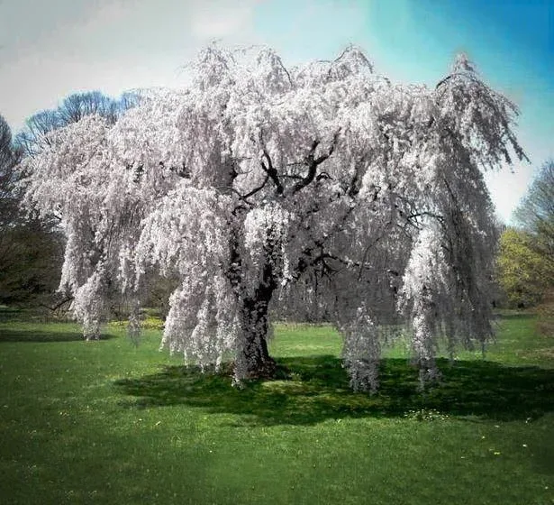 dwarf japanese weeping cherry tree