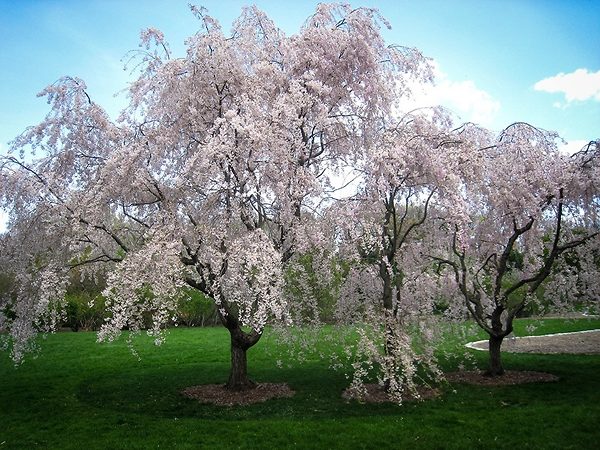 Two White Weeping Cherry Trees