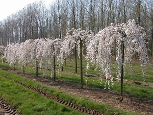 weeping yoshino flowering prunus frontyard arbol llorn cerezo yedoensis japons raro wa