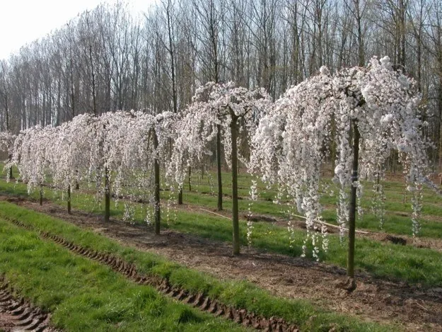 dwarf japanese weeping cherry tree