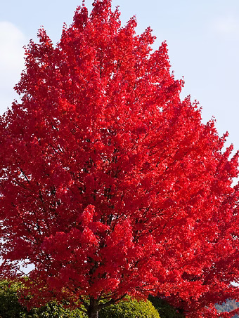 American Red Maple