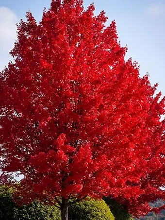 Unsightly black spots on maple leaves won't harm trees