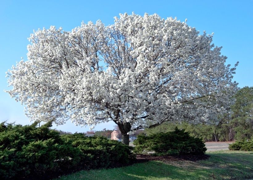 Dogwood Tree Facts | Care, Planting, Buying Guide for Dogwood Trees