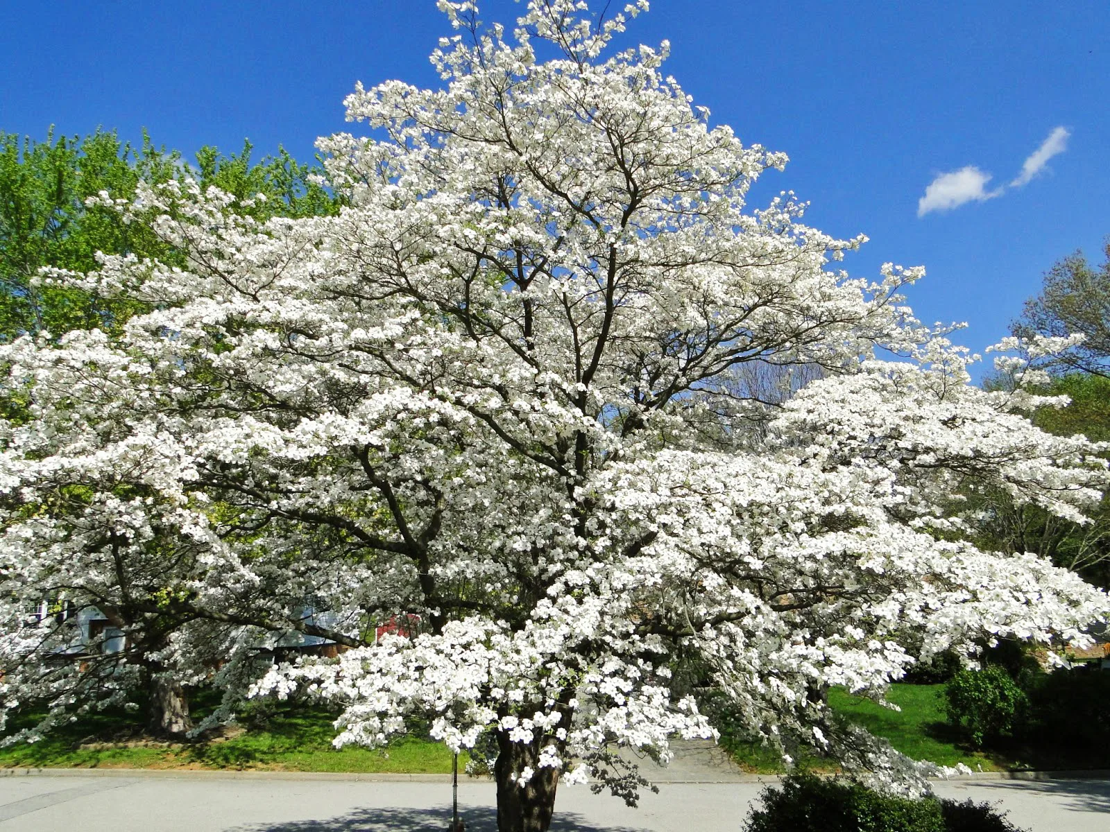Dogwood Tree Facts Care Planting