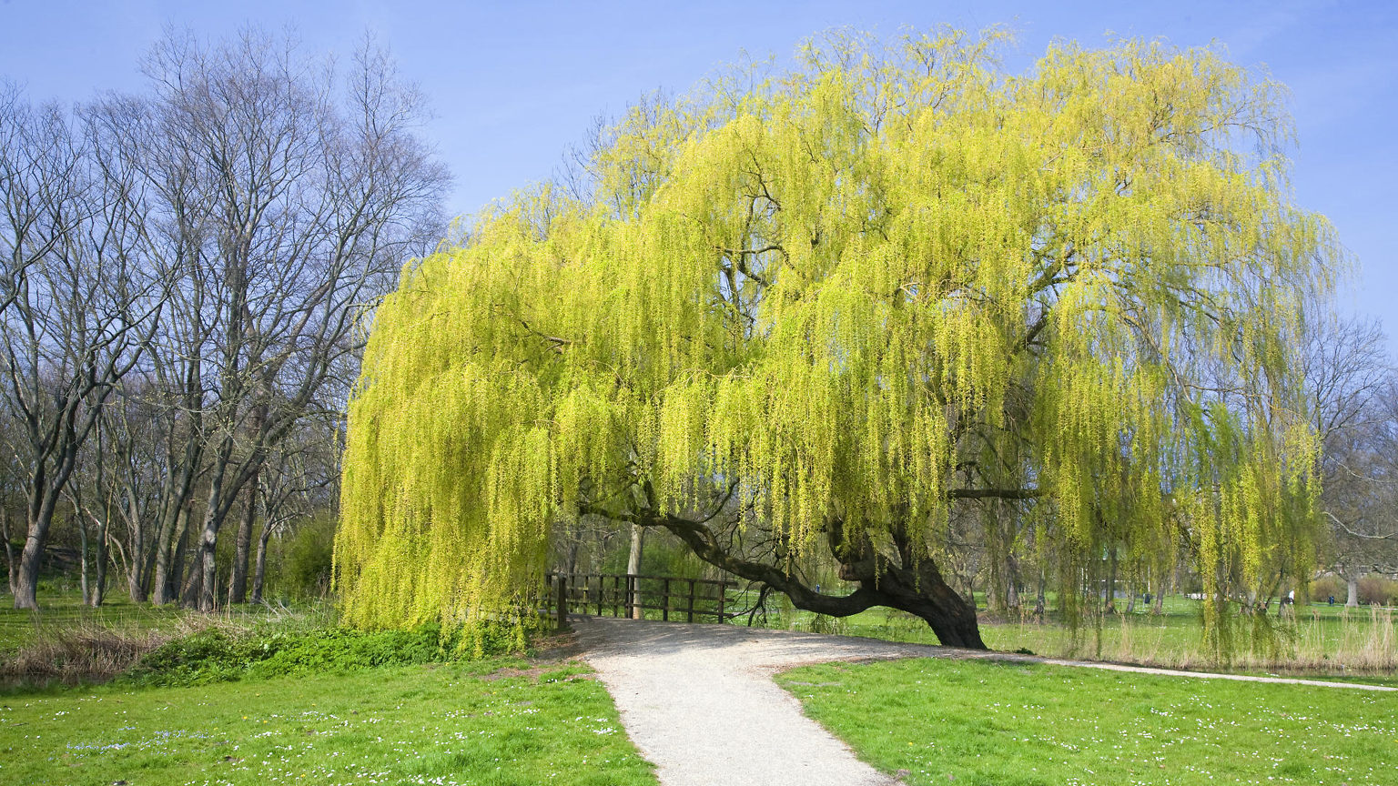 chinese new year willow plant