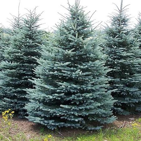 Spruce Trees