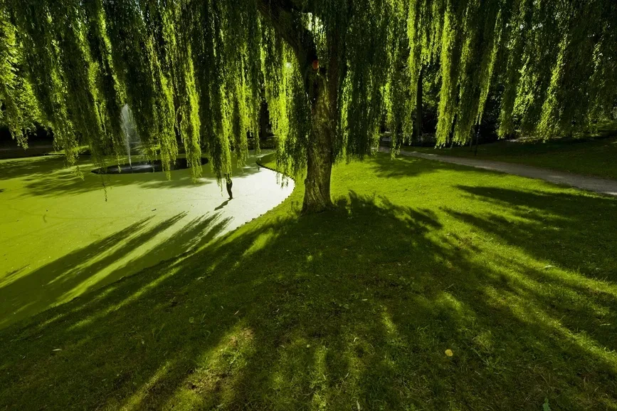 Mindful Compose Monumental Weeping Willow Tree Guide | Planting & Care Tips for Willow Trees