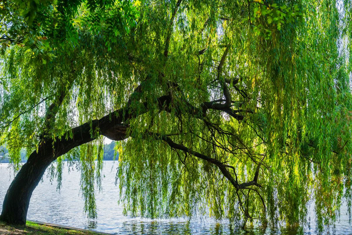 weeping willow tree  Weeping willow, Willow trees garden, Willow tree