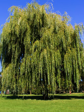 Weeping Willow