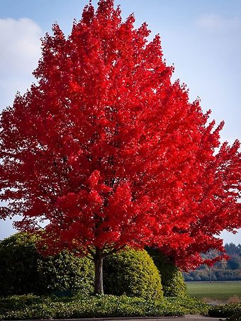 Bright American Red Maple Tree