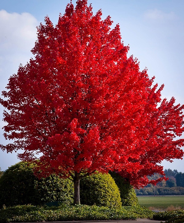 Bright American Red Maple Tree