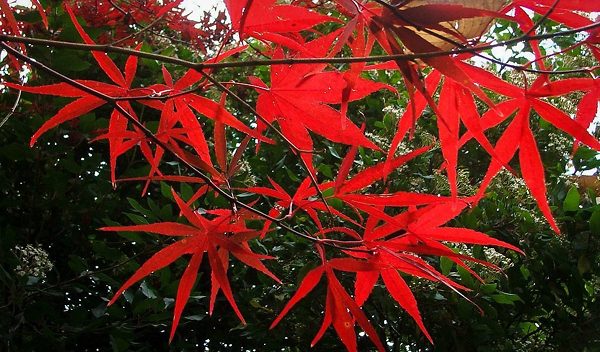 American Red Maple Leaves