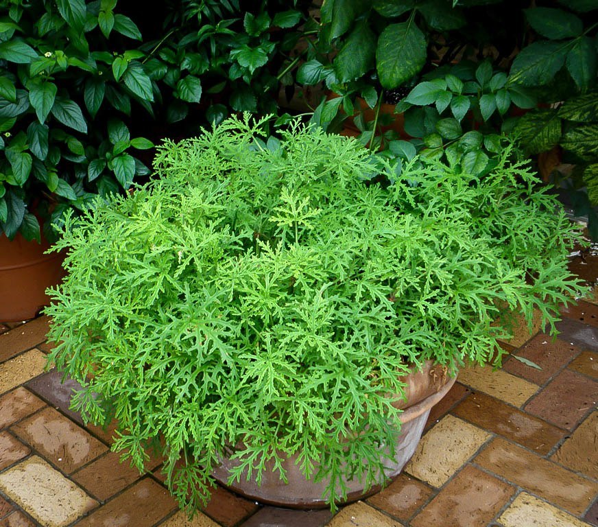 citronella mosquito