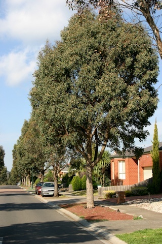 Eucalyptus Trees In A Row
