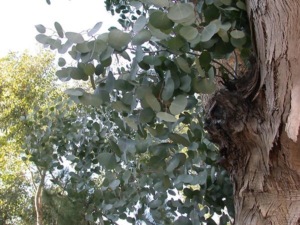 Eucalyptus Tree Leaves