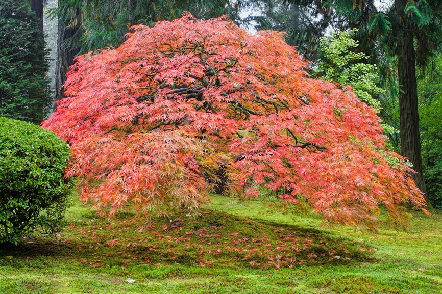 How To Plant A Japanese Maple Tree In The Ground Wilson Bros Gardens