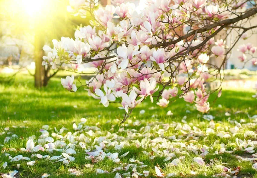 Magnolia Tree Blossoms