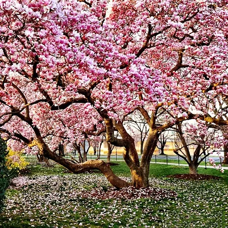 Magnolia Trees