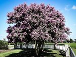 Muskogee Crape Myrtle Tree in Bloom