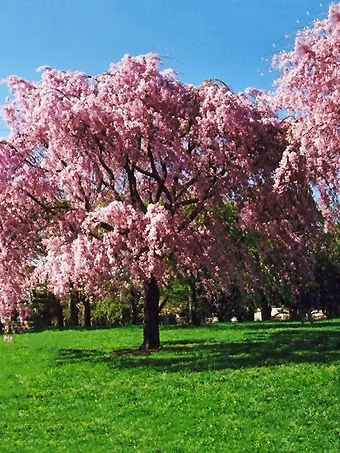 Pink Weeping Cherry Tree