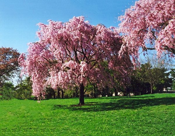 Pink Weeping Cherry Tree