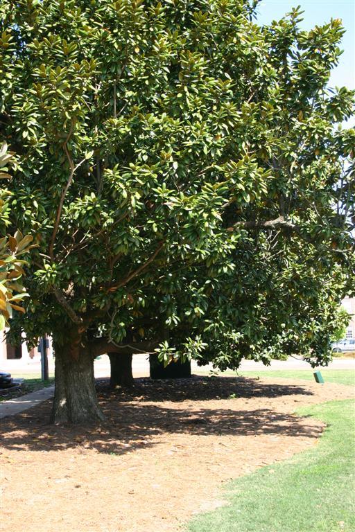 Magnolia Tree Guide | All You Need to Know about Magnolia Trees